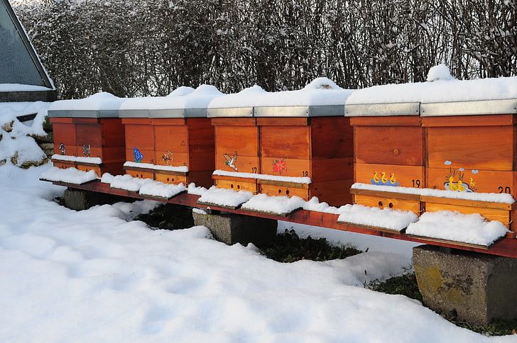 Défaites hivernales : pourquoi nos abeilles disparaissent ?