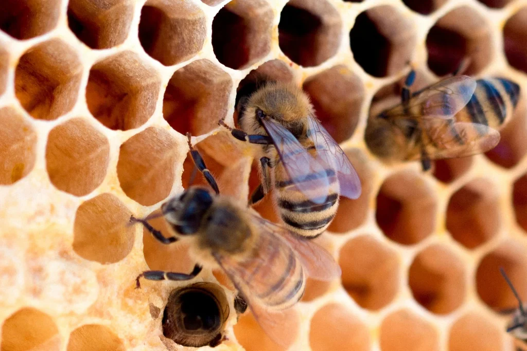 Quand la NASA a envoyé 3 300 abeilles dans l’espace