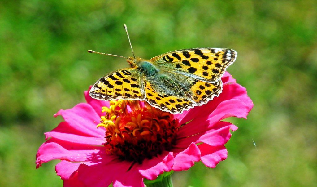 Pollinisateurs : un service vital, mais ignoré économiquement