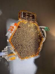 Vu à Apimondia, la ruche "dans la maison"