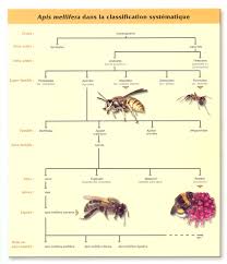 importance de l'abeille dans la diffusion des plantes à fleurs durant l'éocène