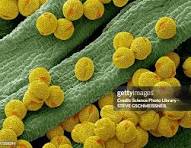 Bee Pollen : Le Superaliment Qui Révolutionne la Santé et le Marché