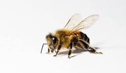 La Bee Economy : quand une petite abeille réinvente notre futur